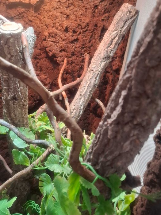 Terrarium dla kameleona - odbiór własny