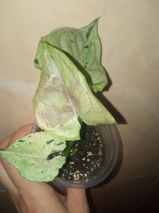 Сингоніум Сірий Привід