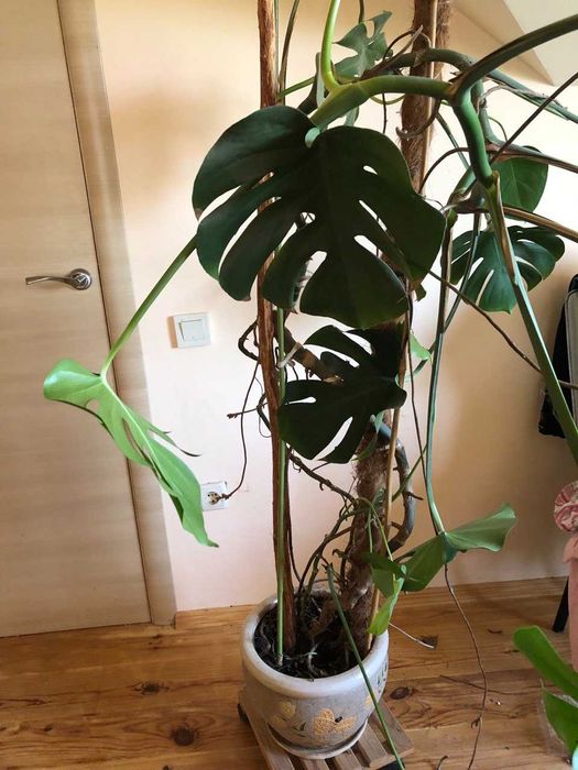 Монстера комнатное растение