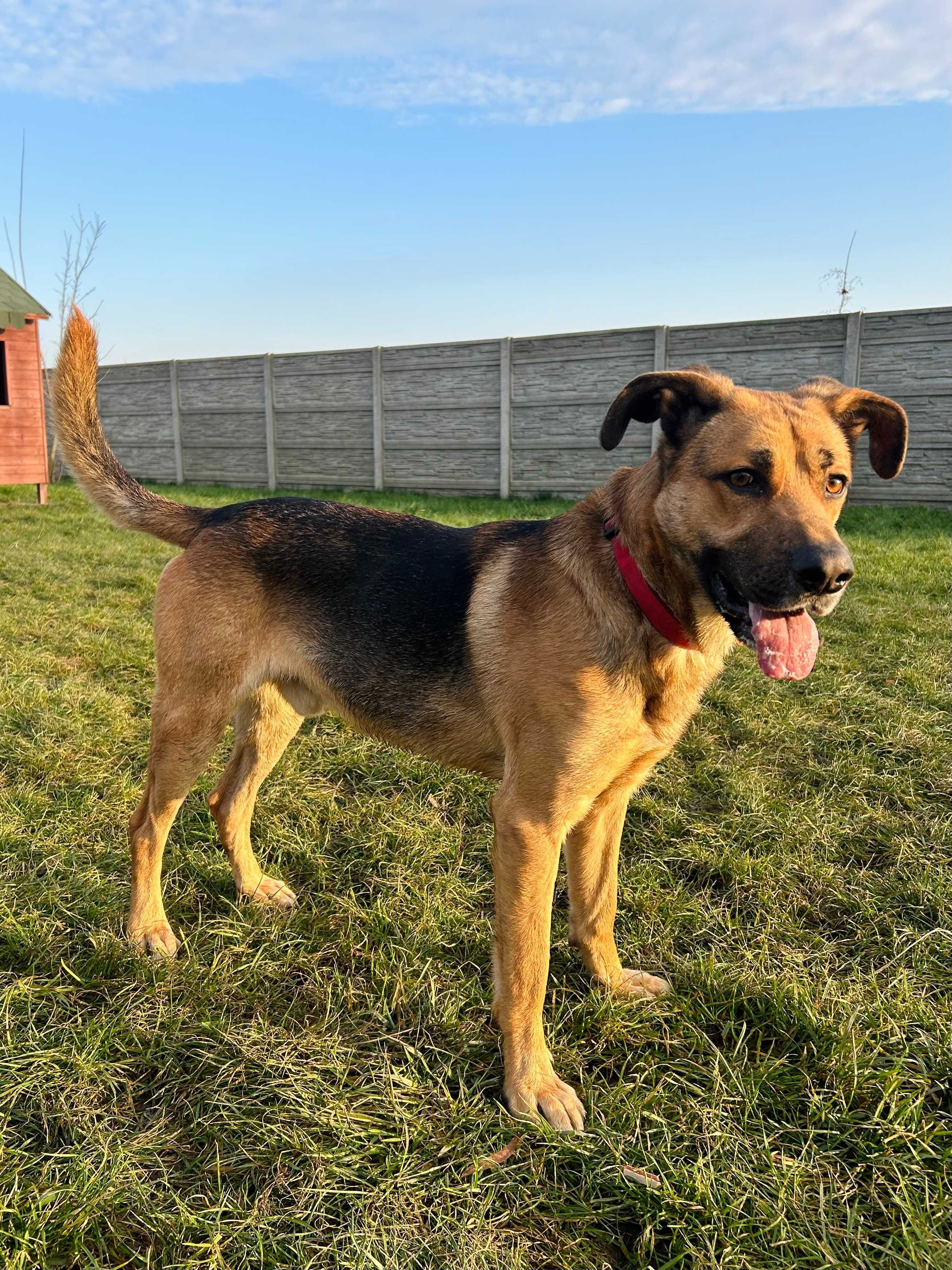 Ramzes w typie owczarka do adopcji owczarek Kalisz Wrocław Poznań Łódź