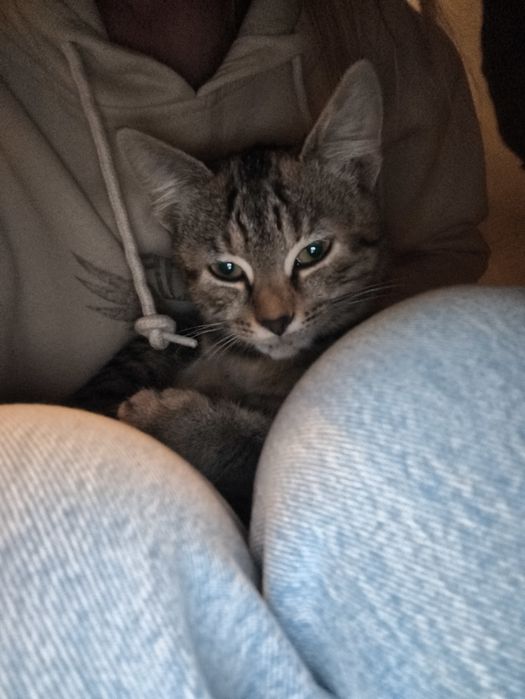 Віддам кошеня в хороші руки