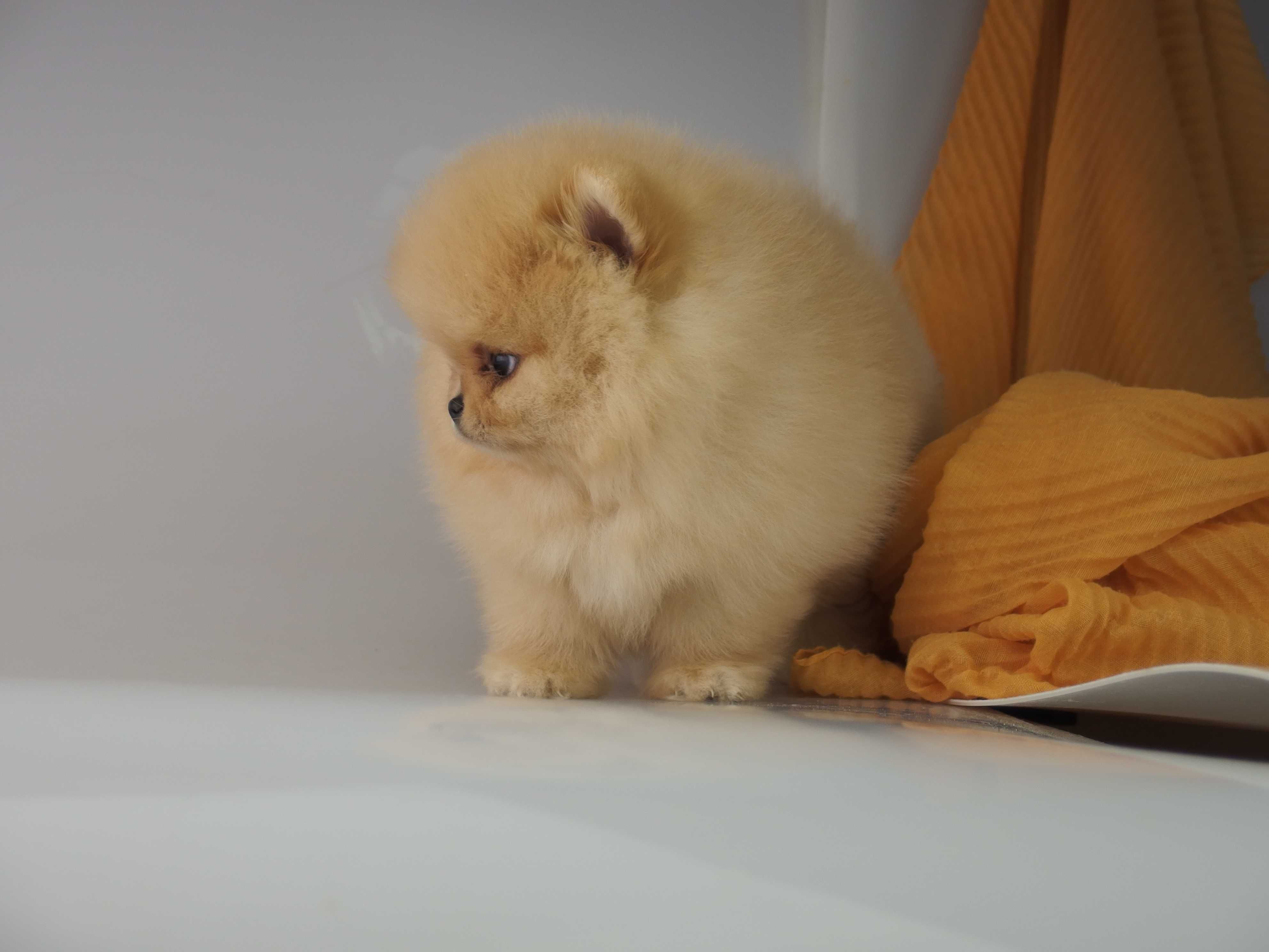 POMERANIAN piesek Szpic miniaturowy