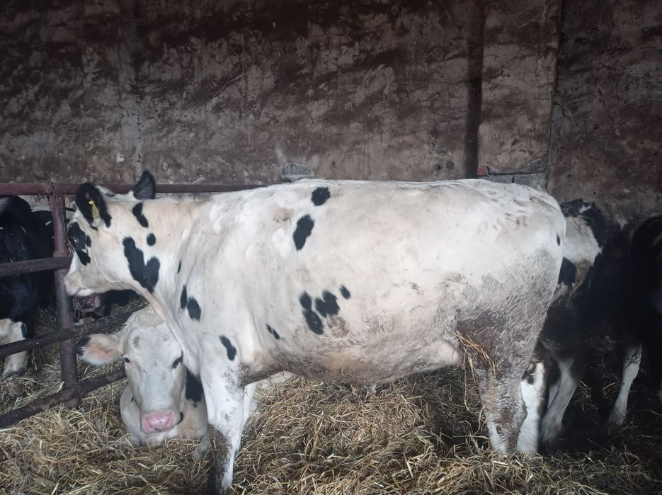 Jałówki cielne   styczeń/luty