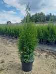 Tuja Szmaragd Tuje Thuja Szmaragdowa żywotnik zachodni 80cm 90cm