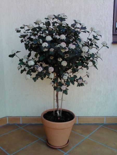 Pęcherznica na PNIU 120 CM Cena 50 zł