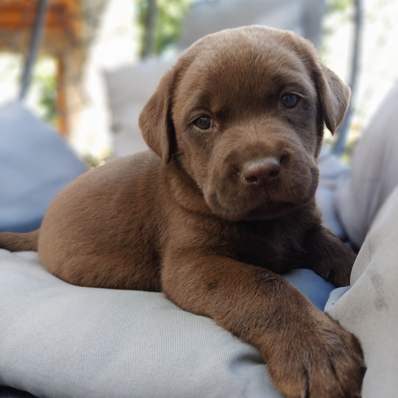 Labrador retriever szczeniak