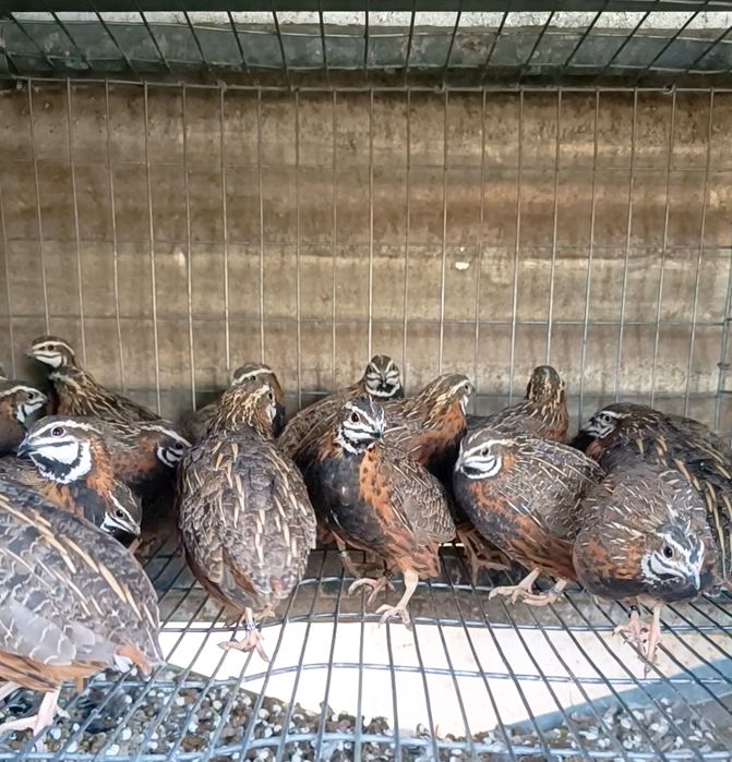 Codorniz Arlequim - Coturnix Delegorguei