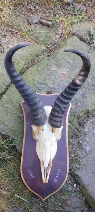 Antylopa Springbock rogi Afryka trofeum poroże