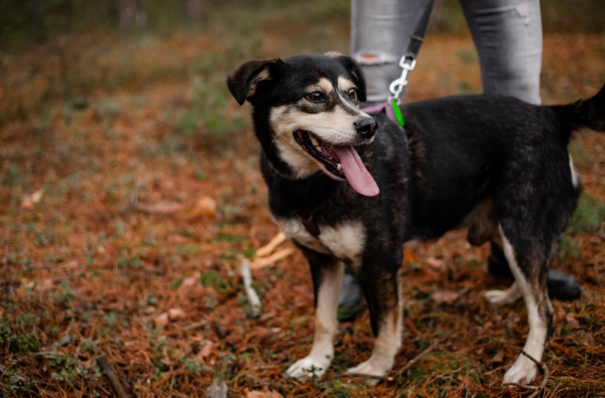 Kross, czyli wesoły mix labrador i husky