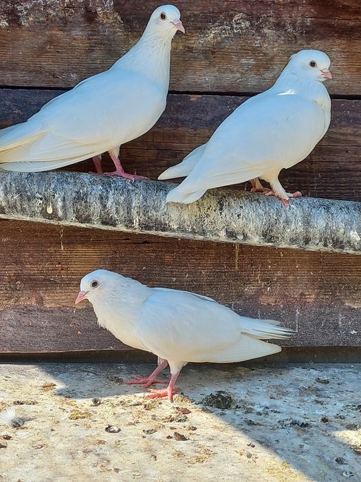 Gołębie Turkoty białe