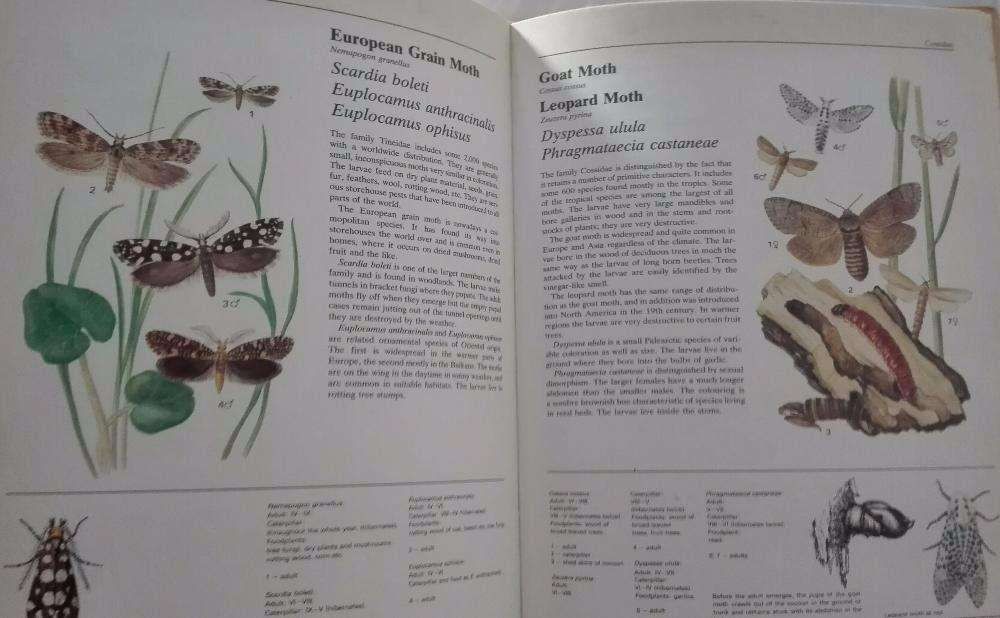 Livros do Mundo Animal - Enciclopédia Ilustrada