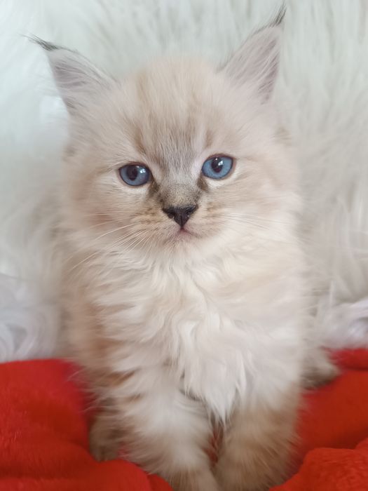 Ragdoll- koteczka