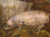 Продам свиню гудована без хімії