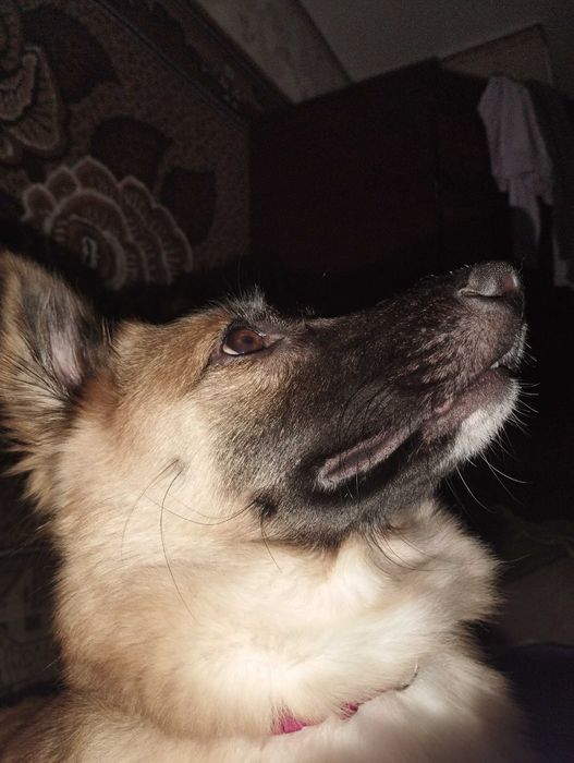 Отдам в добрые руки.