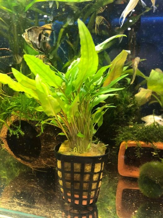 Roślina akwariowa Cryptocoryne AQUALIFE sklep zoologiczny