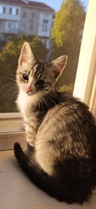 Отдам даром в добрые руки серо-белого котенка