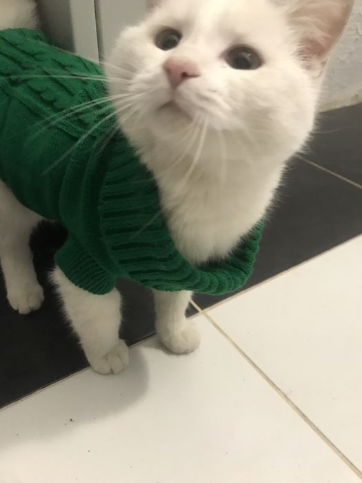 Нежный беленький мальчик в добрые руки