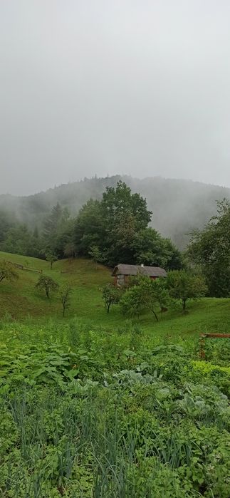 Гриб-веселка. Сухі плоди,оптом і в роздріб