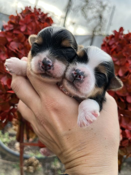 Бівер йорк 5 хлопчиків та 2 дівчинки