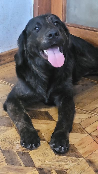 Черные голден ретриверы