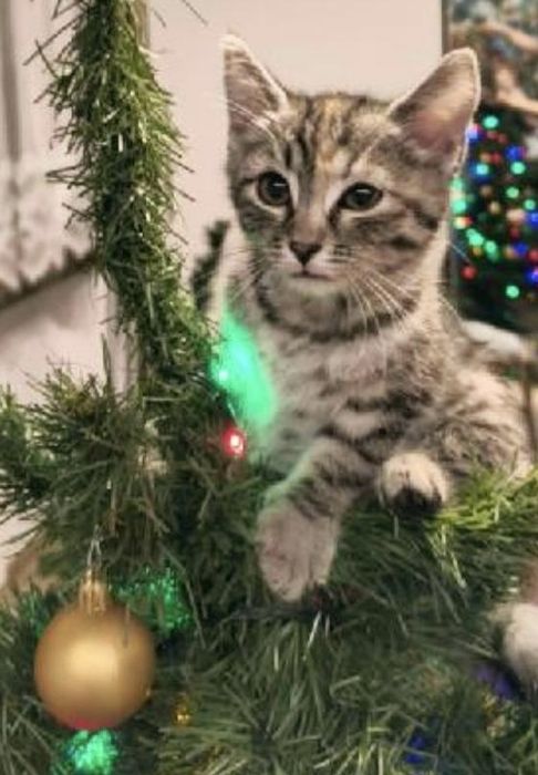 Malinka szuka domu !!!