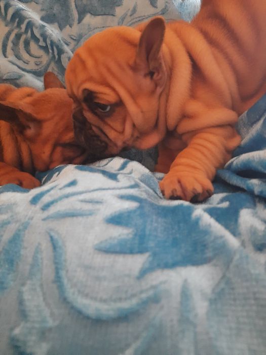 Щенки францкзского бульдога из питомника Одесса