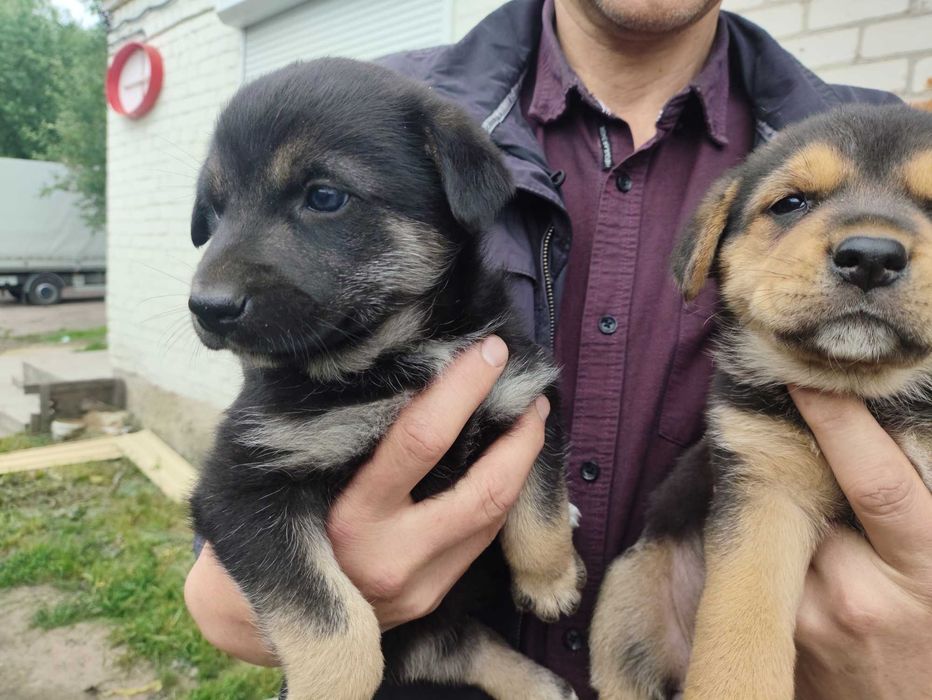 Віддам в добрі руки цуценят - лабрадворчиків
