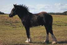 Przyjazny, malowany gierek gypsy cob