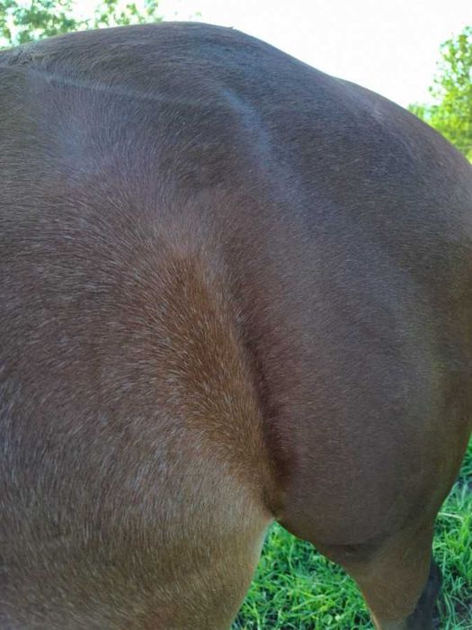 Wałach małopolski- możliwy tarant