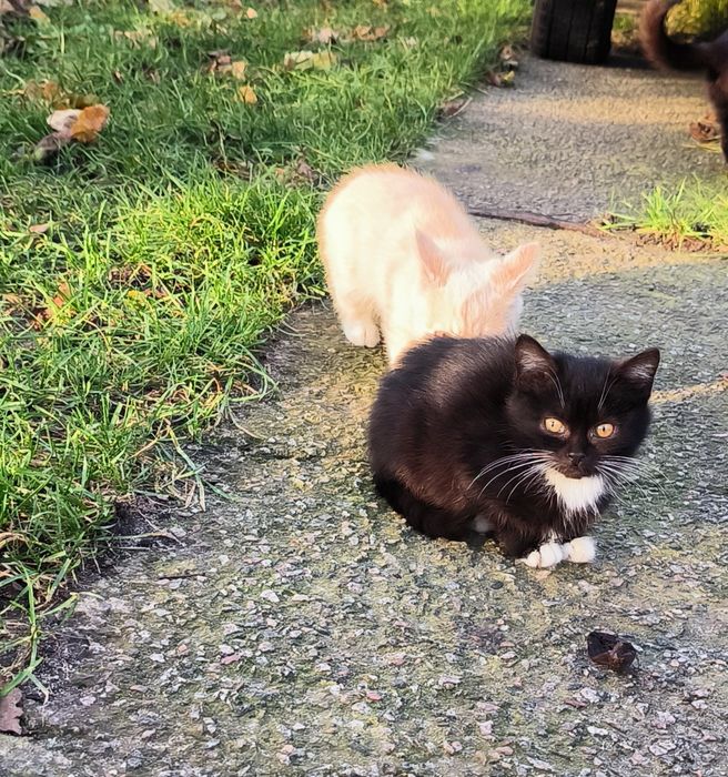 Котенята в добрі руки. Ще всі є. 23.11.2025