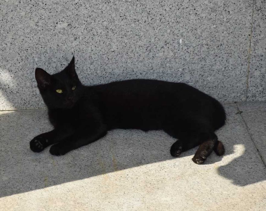 Doam-se gatinhos meigos e dóceis com pouco mais de 3 meses