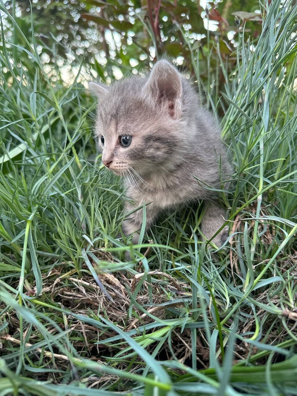 Киця, кошеня, кіт, котик