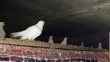 Pombas domesticas Brancas