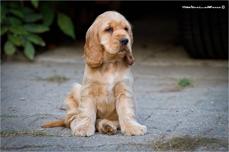 Елітний щеня англійського кокер-спанієля!