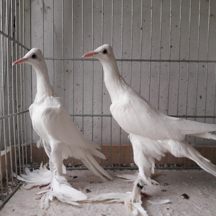 Bociany kostkowe mazowieckie