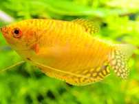 Gourami Dourado