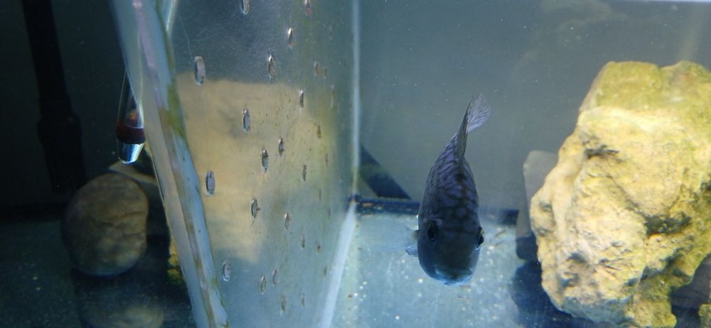 Ciclideos americanos para venda ou troca por ciclideos africanos