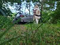 Zaginął husky syberyjski