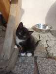 Kotki do adopcji
