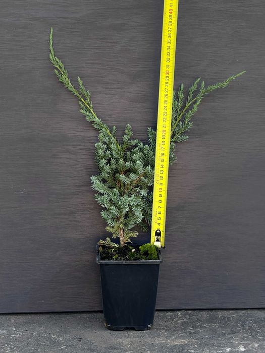 Ялівець лускатий Blue Carpet Блю Карпет контейнер С1  1 л