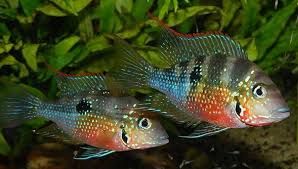 GB Pielęgnica Eliota (Thorichthys ellioti)