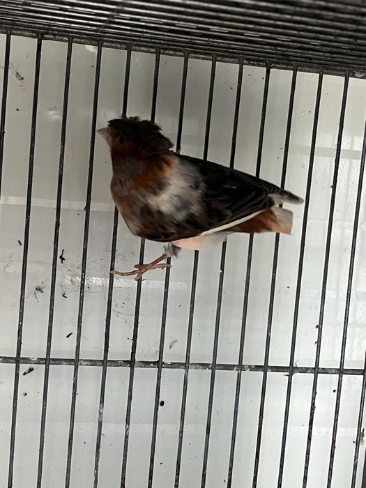 Arlequim portugues 2024