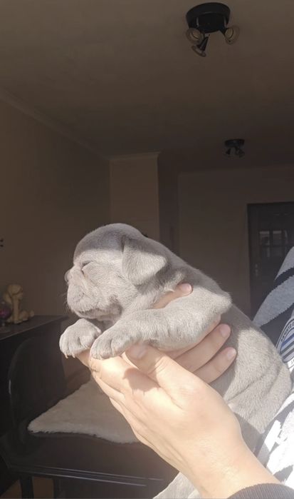 Bulldog Lilac exelente porte