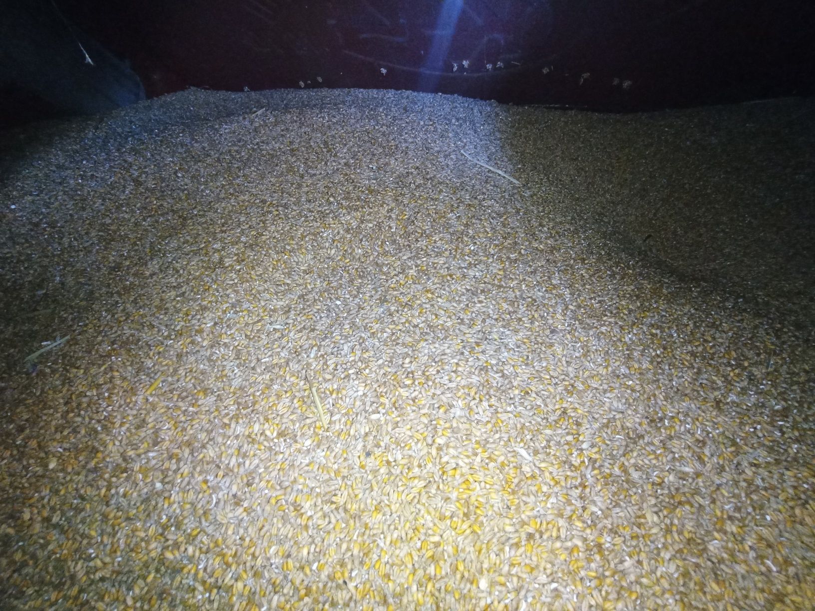 Пшениця озима фуражна