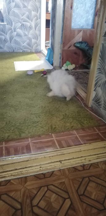 Мальчик красавчик (вязка)