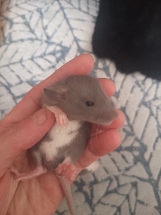 Ручні щурики. Різні породи.