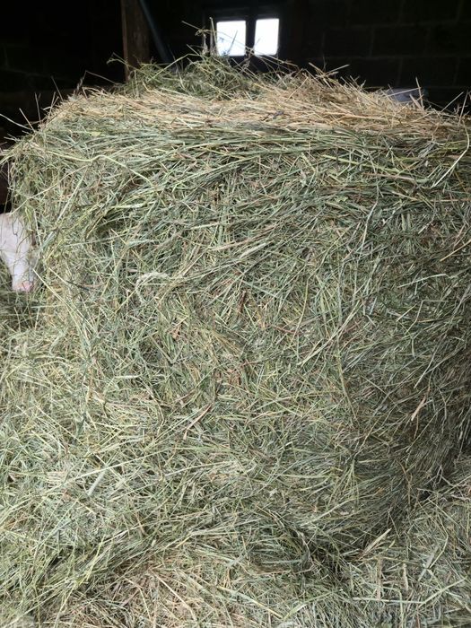 Sprzedam siano w belach bele 2025 rozmiar 125 cm