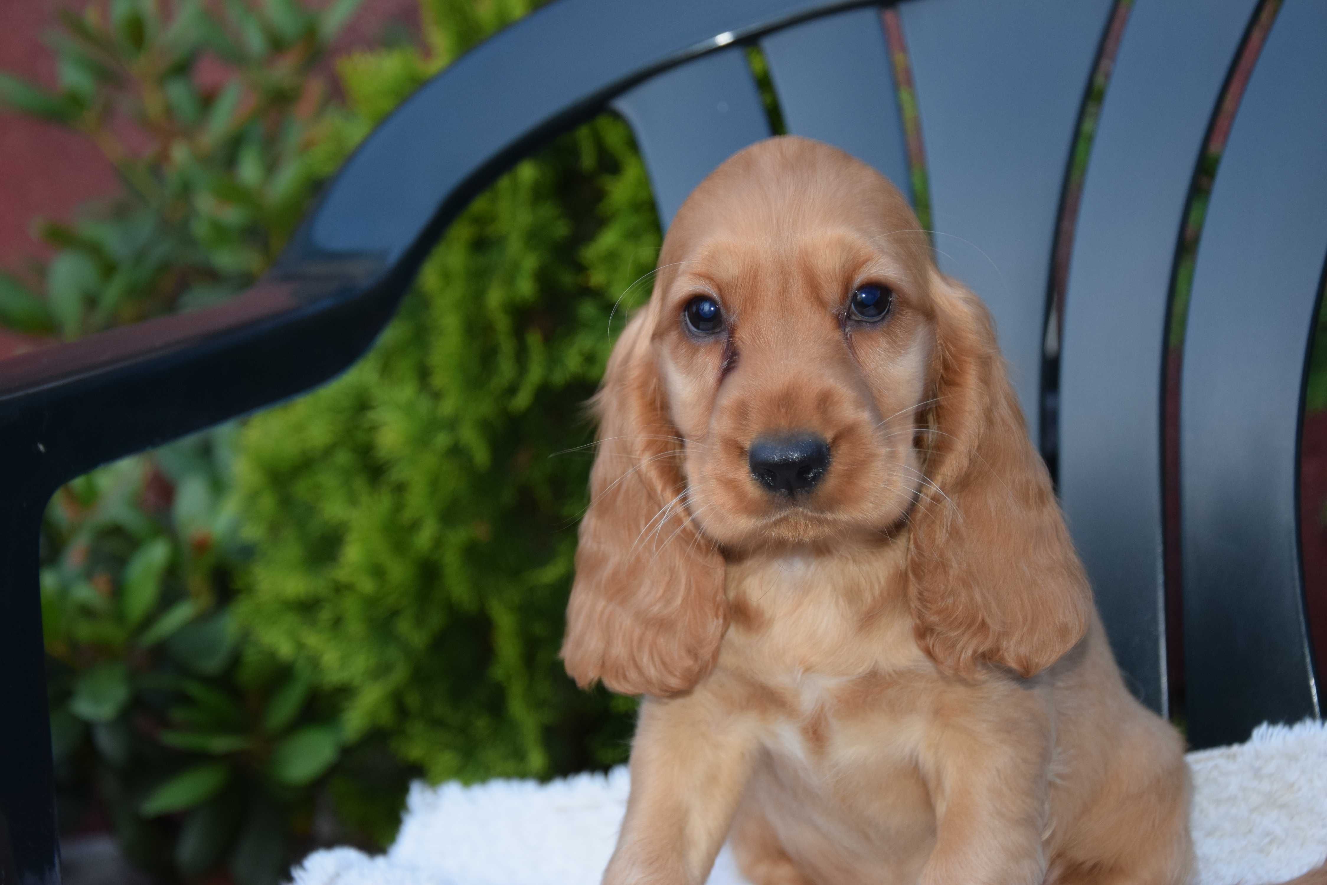 Cocker Spaniel - szczenię