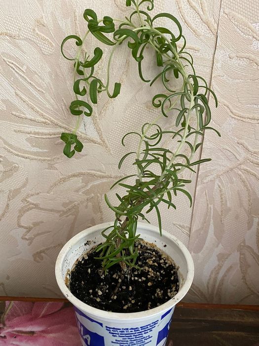 Розмарин крымский, укоренённые саженцы.