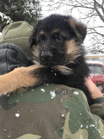 Цуценята німецької вівчарки!